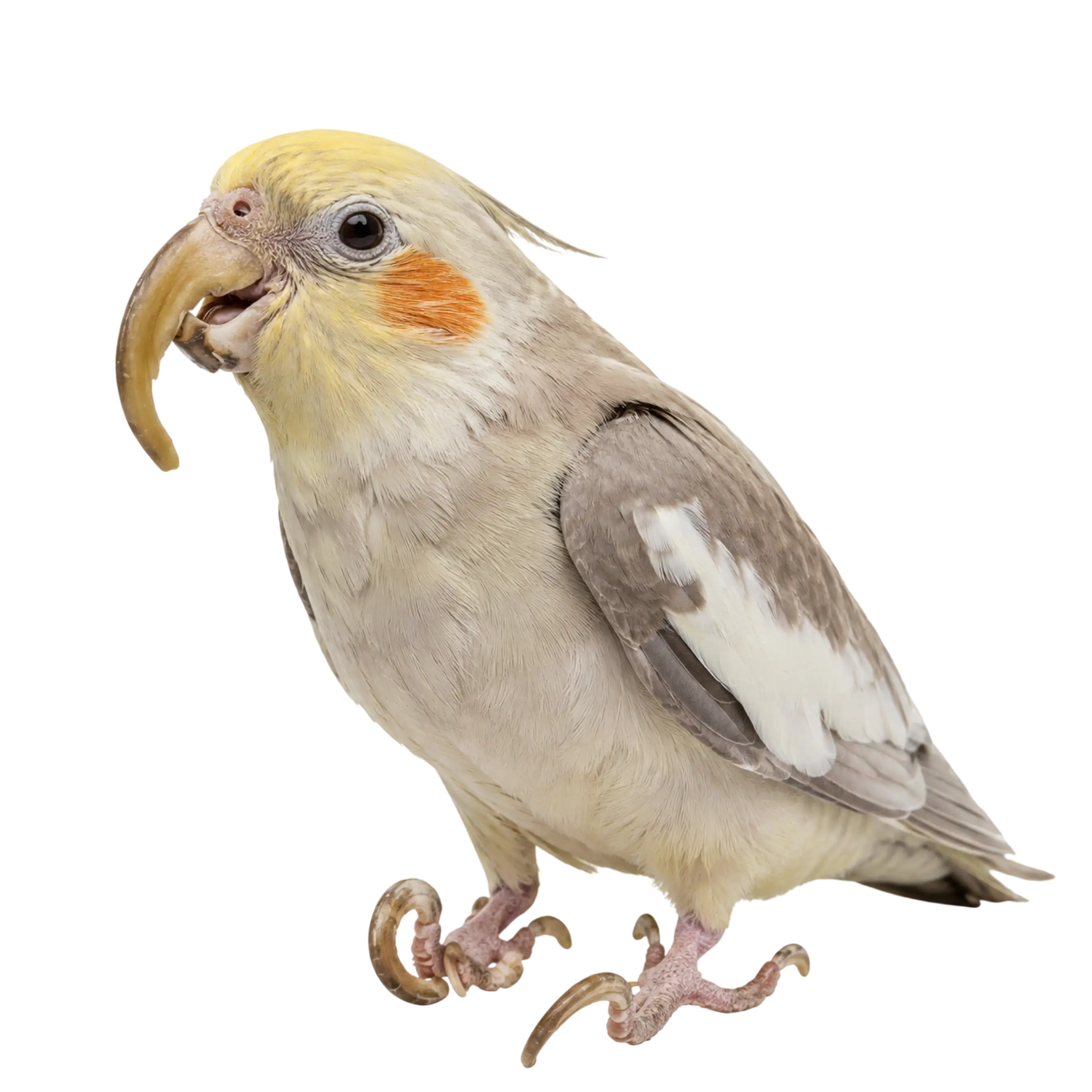 Is Your Bird’s Beak Or Nails Overgrown? Consider A Quick Vet Consultation Online.
